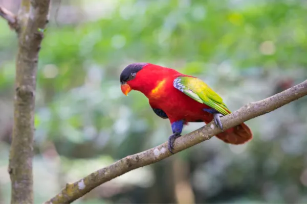 Singapore Bird Park