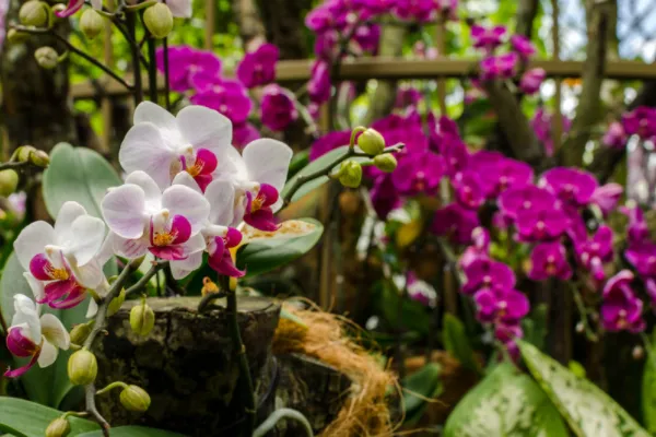 Singapore Orchid Garden
