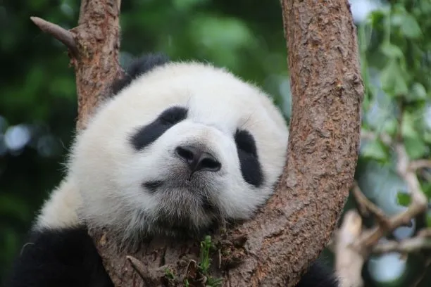 Chinese Pandas