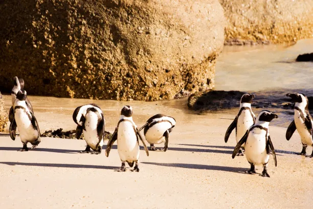 African Penguins in Cape Town