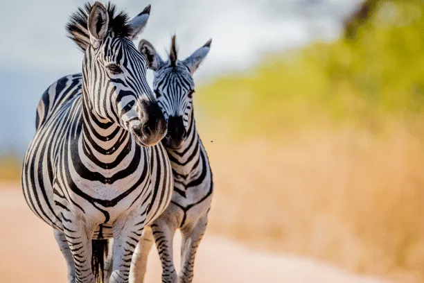 Two zebras bonding in the Kruger