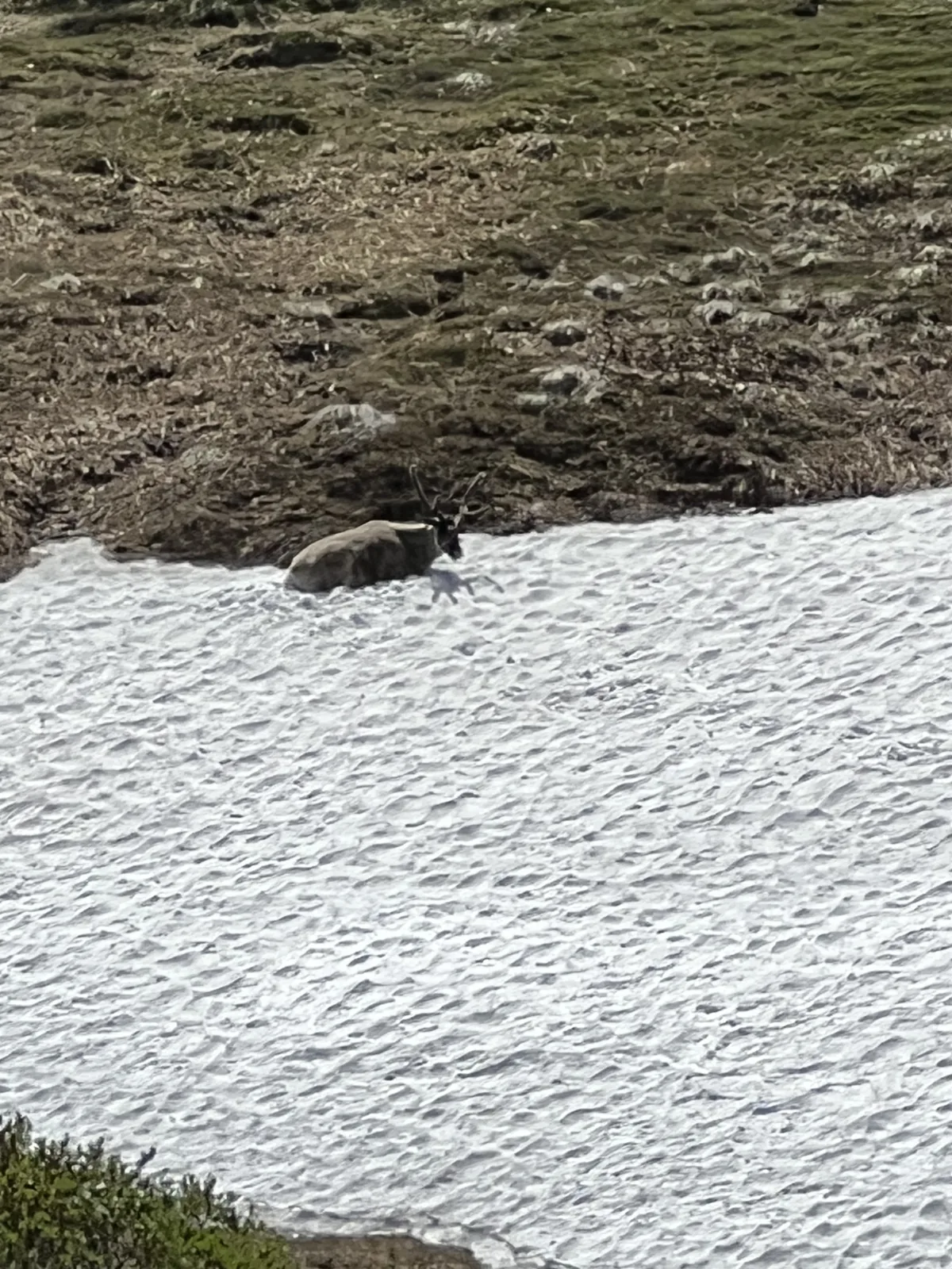 A caribou resting on a snow patch in Denali National Park, Alaska