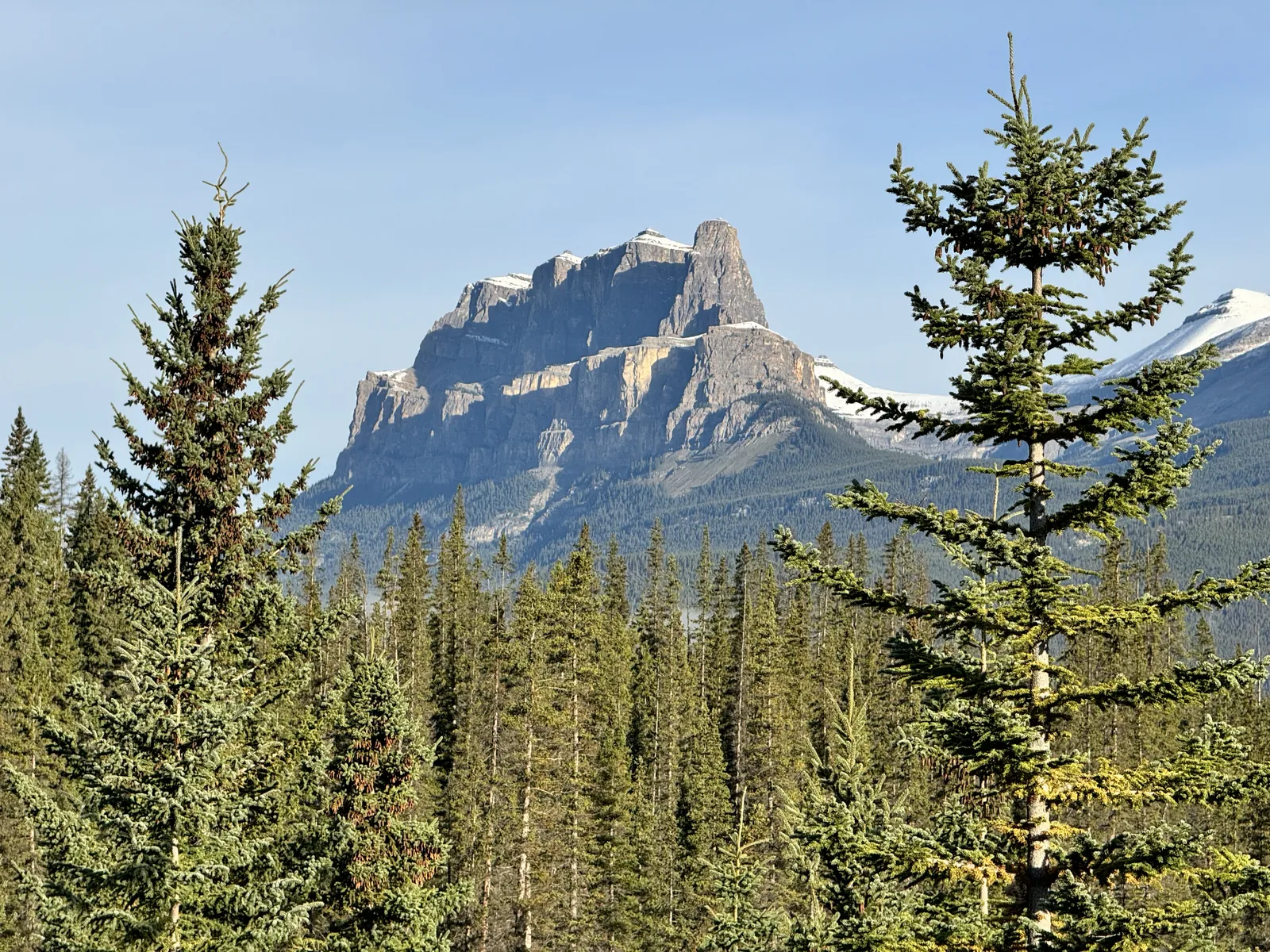 Castle Mountain, a broad cliff-banded peak, rising above evergreen forest in the Bow Valley under a blue sky