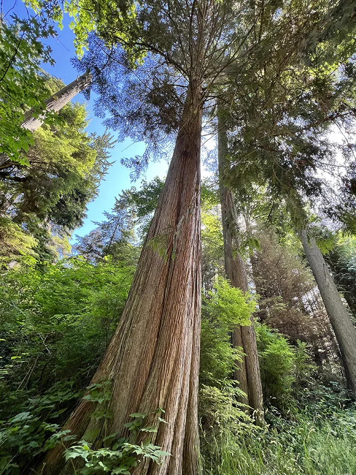 Amazingly tall trees in Stanley Park in Vancouver