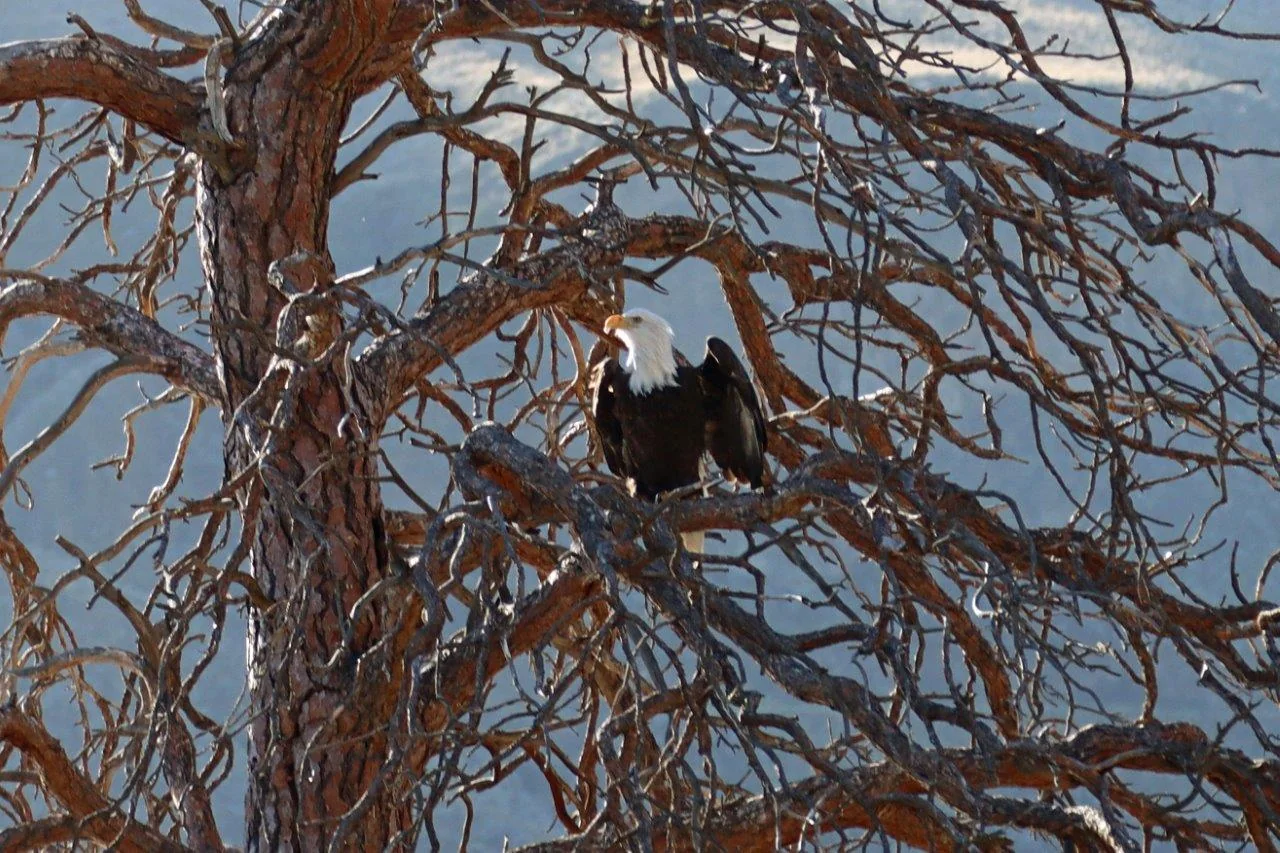 A bald eagle perched among the bare, twisted branches of a dead pine tree