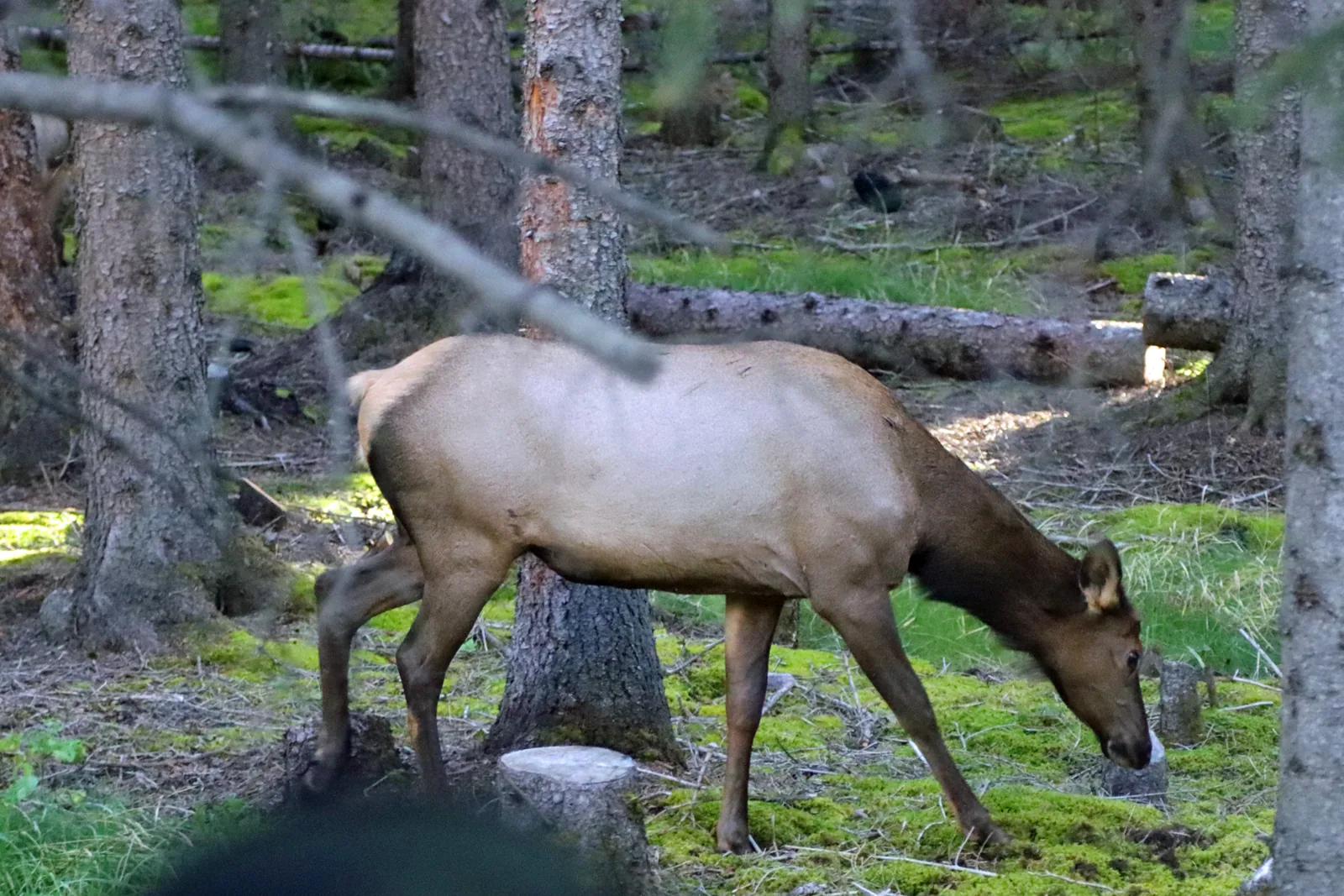 A cow elk grazing on bright green moss among the pine trunks of a forest near Banff