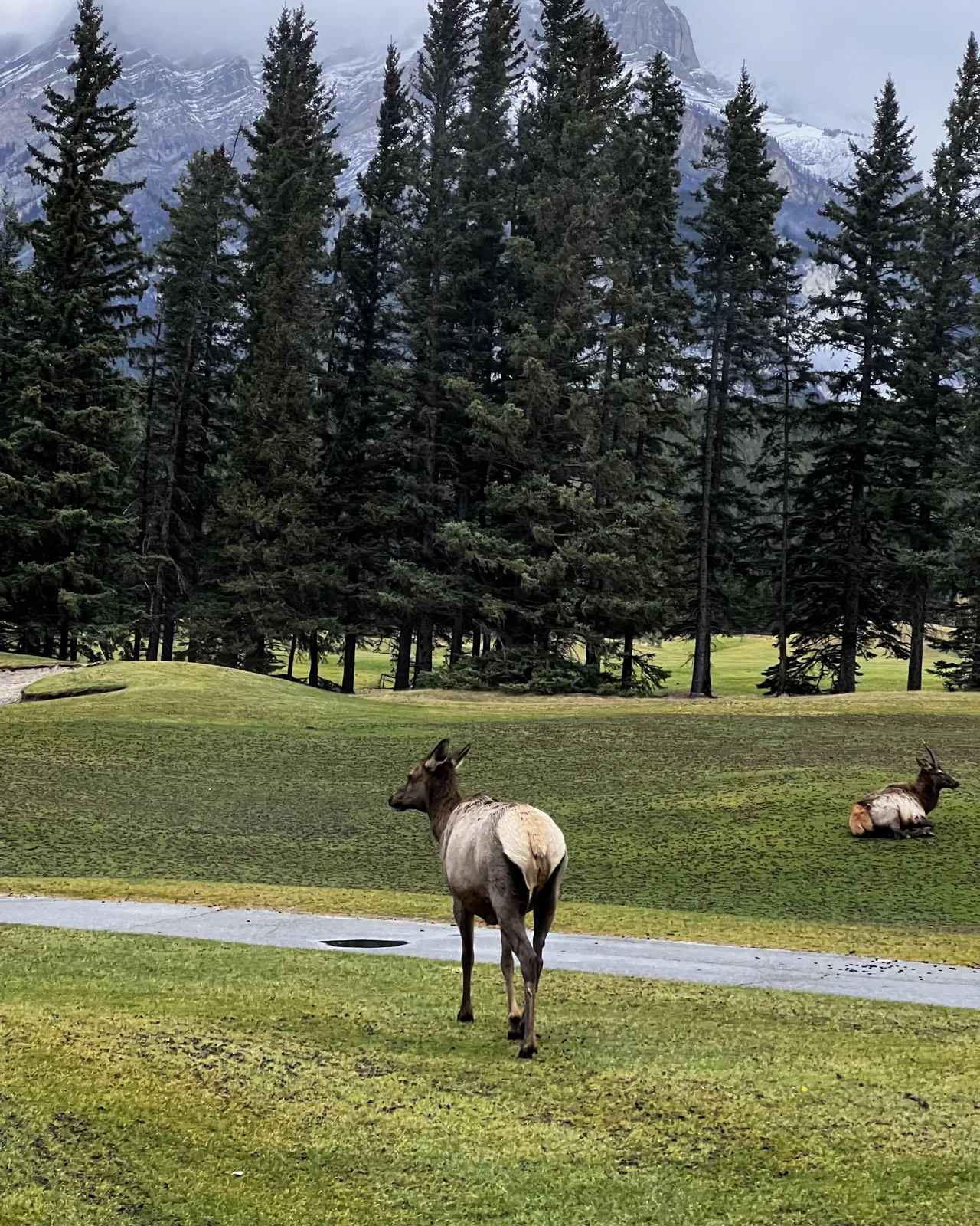 Two elk on the grass of a golf course, one standing near a cart path and one lying down, with evergreens and a snow-dusted mountain behind