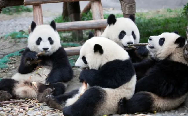Pandas