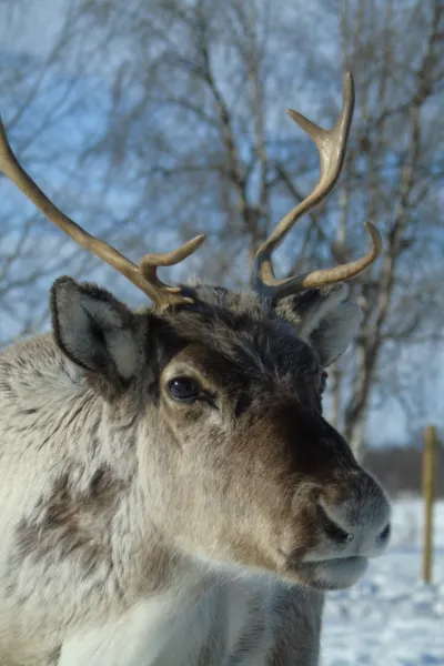 Sami Reindeer