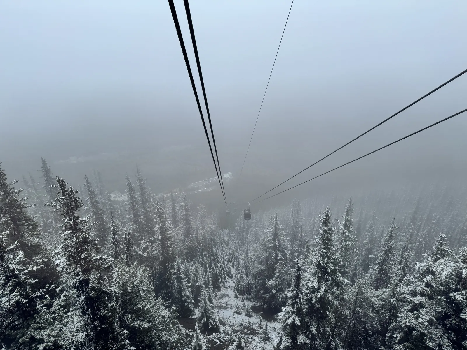 A Banff Gondola cabin on its cable disappearing into fog above snow-dusted evergreens on Sulphur Mountain