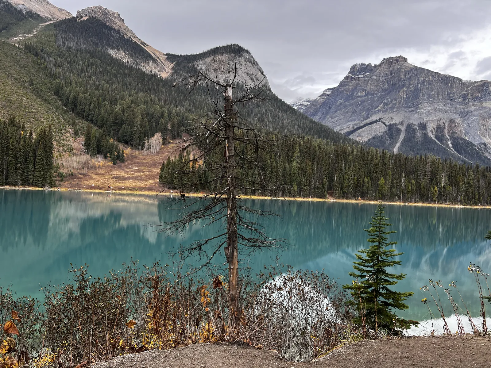 Turquoise Emerald Lake reflecting forested slopes and gray peaks, with a bare snag and golden fall brush on the near shore in Yoho National Park