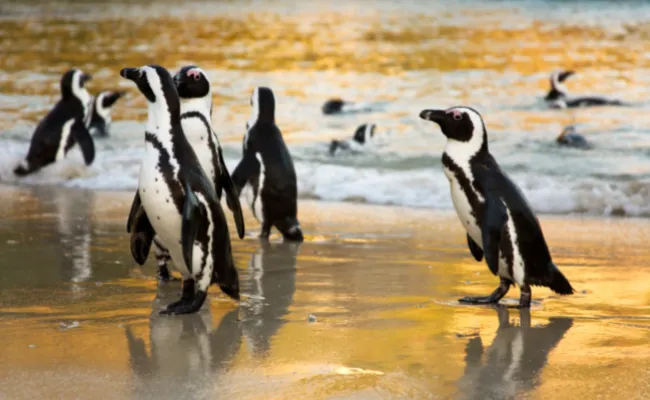 Africa Cape Town