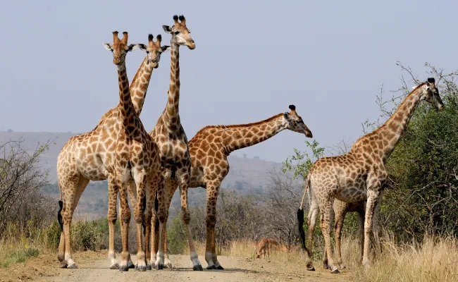 Africagiraffes