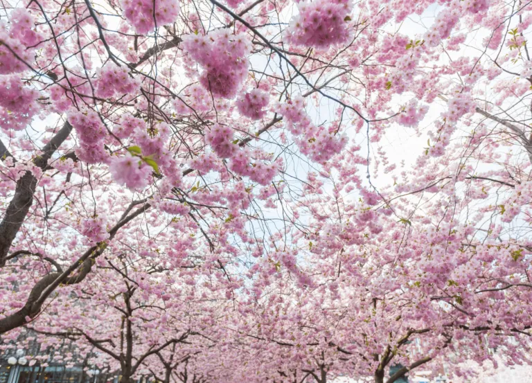 Stockholm Spring