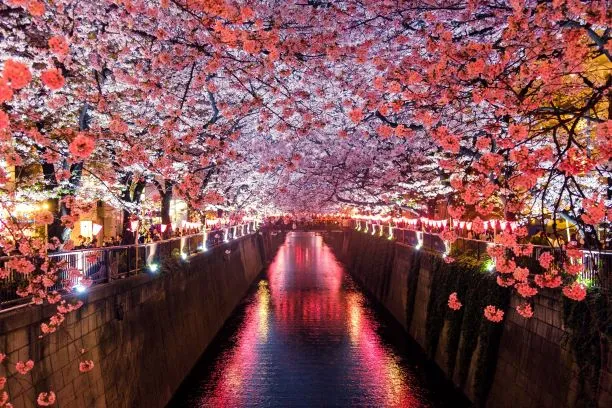 Tokyo Cherry Blossoms